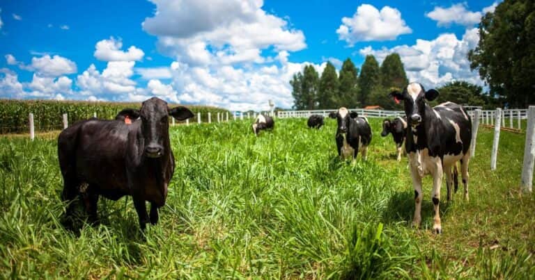 «Insumos vs. procesos»… «granos vs pasto»… Vaca Muerta vs. Vaca Viva»