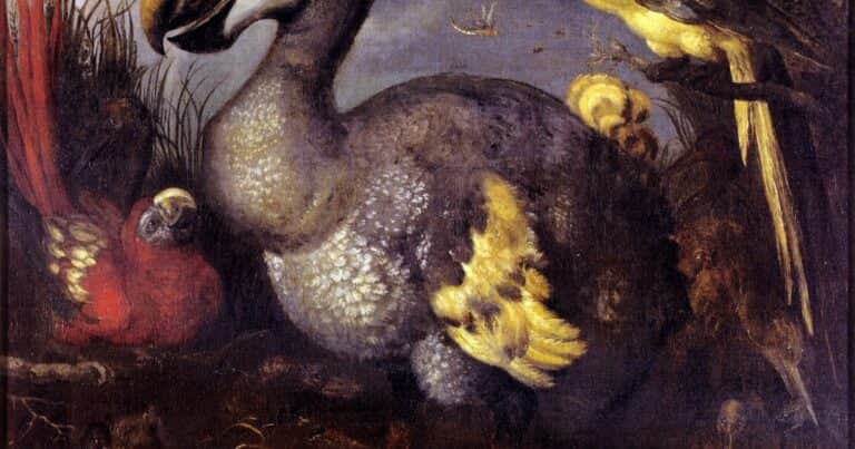 Dodo: el ave gigante extinta que comía piedras y que no le temía a los humanos