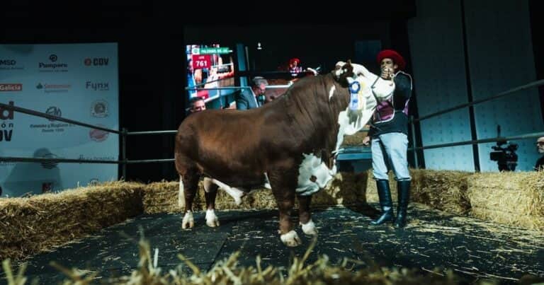 Expo Rural: pagaron $23 millones por el 50 por ciento de un toro Braford
