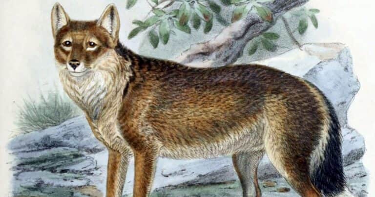 Animales extintos: el lobo de Malvinas cuya desaparición predijo Darwin