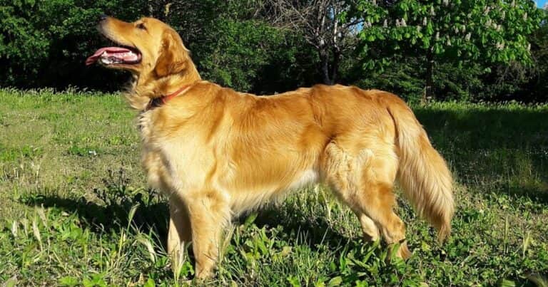 Golden retriever: cuál fue el origen de la raza creada para la caza de aves en Reino Unido