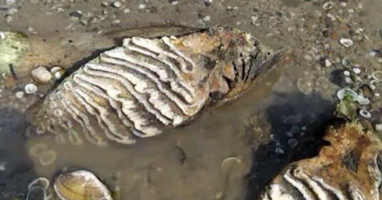 El bajo caudal del río Danubio sacó a la luz restos de un mamut en Bulgaria