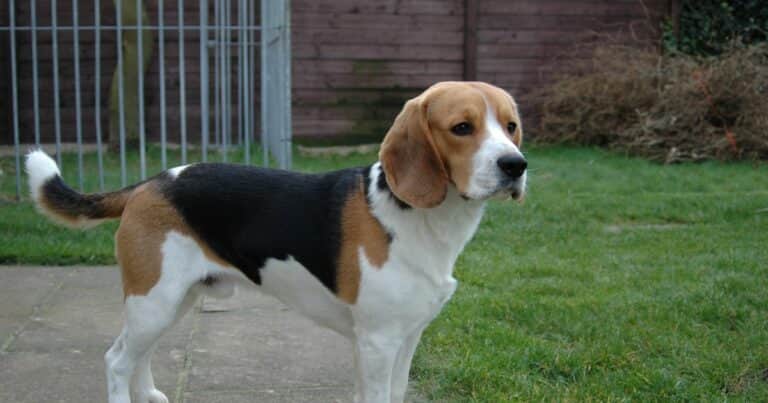Beagle: el sabueso británico de extraordinario olfato que nació para cazar liebres y conejos