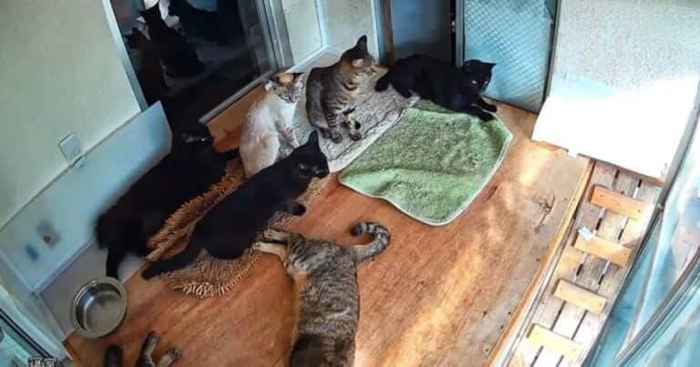 Video: la increíble percepción de los gatos durante el terremoto que sacudió a Japón