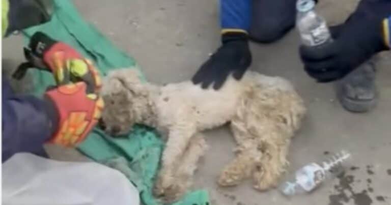 Emotivo video: después de un mes bajo los escombros en Venezuela rescatan con vida a un perro