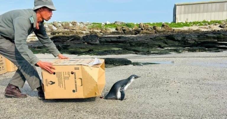 Un pingüino de una especie amenazada volvió a la naturaleza después de haber quedado varado en la costa con problemas de salud: «Estamos profundamente agradecidos a todos los que contribuyeron a su retorno al océano»