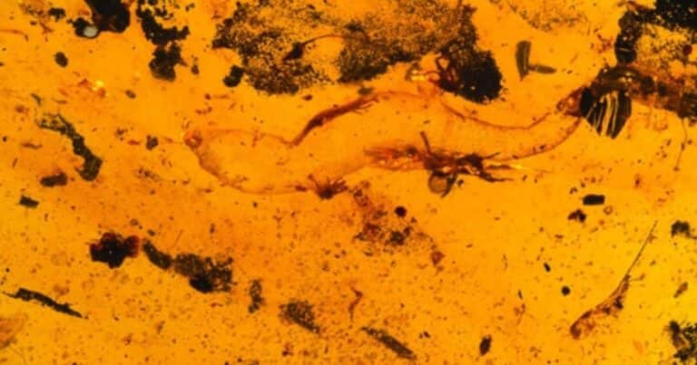 Descubren una nueva especie de gecko de casi 100 millones de años dentro de un ámbar