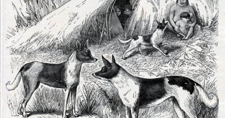 Animales extintos: el perro cazador que desapareció misteriosamente de la Patagonia