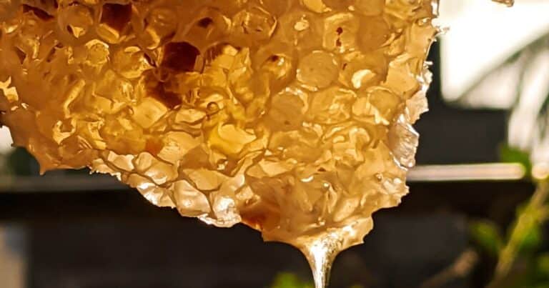 Las abejas tienen su propio “Palacio de Buckingham”: así preparan a la larva que se convertirá en reina