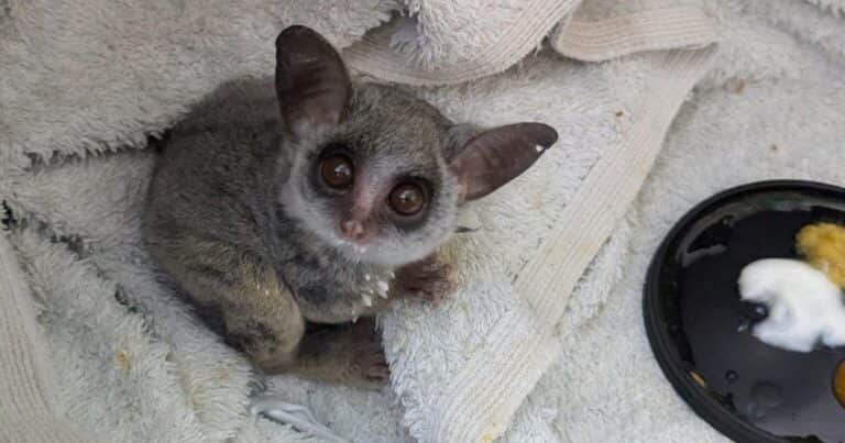 Una primate bebé rescatado en estado de vulnerabilidad regresó a la naturaleza tras haber superado un proceso de rehabilitación: «Durante este período, mostró un buen progreso, manteniéndose activo y cada vez más seguro»