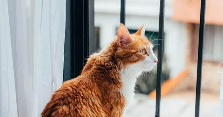 Carlos Gutiérrez, veterinario: «El 13% de los gatos sufre ansiedad por separación, pero el resto, cuando está solo, se relaja»