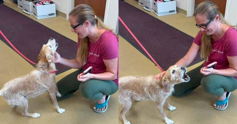 Un perro desapareció hace cinco años y apareció a más de 1.000 kilómetros de su casa: el emocionante reencuentro con su dueña