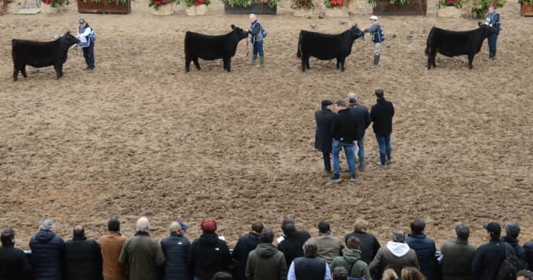 Hacia dónde apunta la selección genética en Argentina