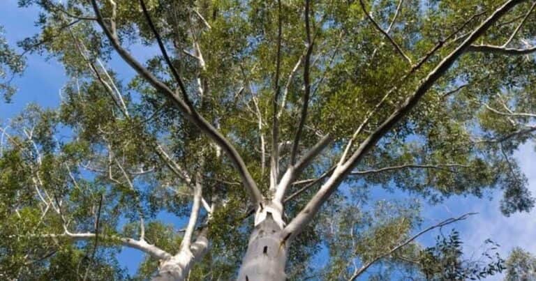 El árbol que prometía madera barata y terminó vaciando de aves los bosques de España