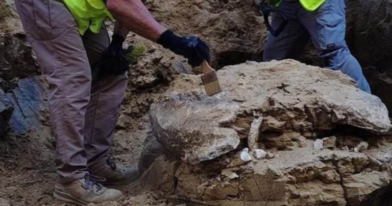 Hallaron los restos de una tortuga de más de 15 millones de años en un edificio de Madrid