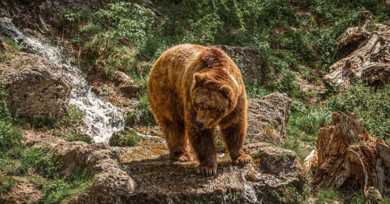 Qué hacer si aparece un oso en la montaña: las reglas para evitar el peor error en un encuentro cercano