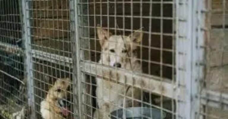 Miles de perros desaparecieron antes de la prohibición de la carne canina: no se sabe dónde están