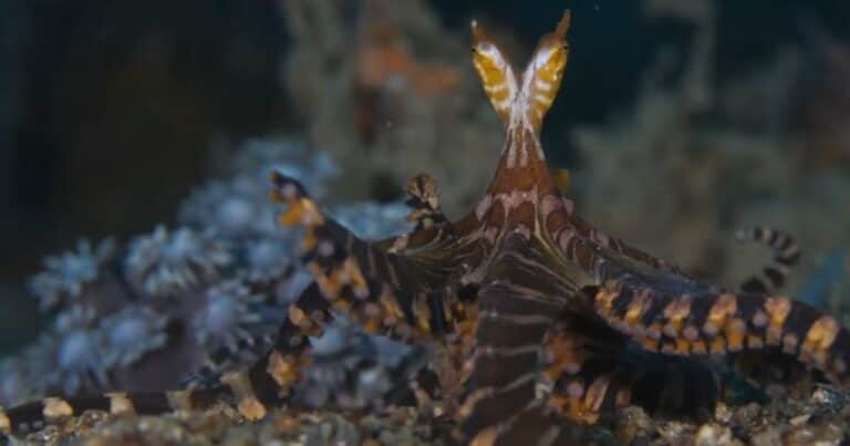 Asombro en el fondo del mar: fotografiaron un raro pulpo que cambia de color y tiene ojos alargados