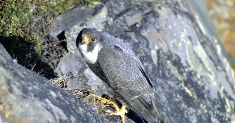 Un halcón peregrino fue liberado en la naturaleza luego de haberse recuperado de un problema de salud: «Emprendió el vuelo sin dificultad alguna»