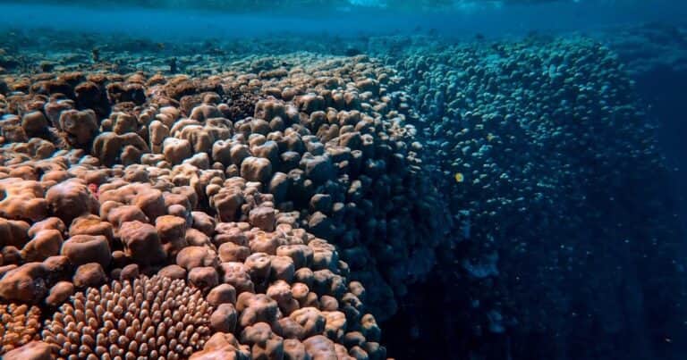 Descubrieron miles de especies desconocidas bajo el Pacífico: viven sobre piedras oscuras codiciadas por la minería global