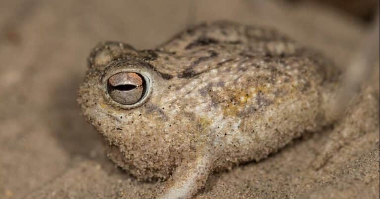 La minería y el comercio de mascotas están terminando con las últimas «ranas gritonas»