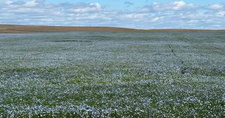 Lanzan una plataforma global que conecta la agricultura de bajo carbono con la energía
