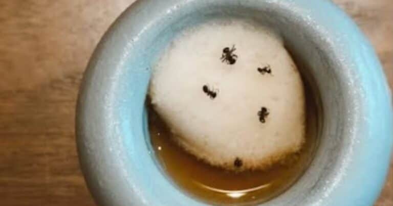 El dueño de un restaurante con estrellas Michelin enfrenta la cárcel por servir un postre con hormigas