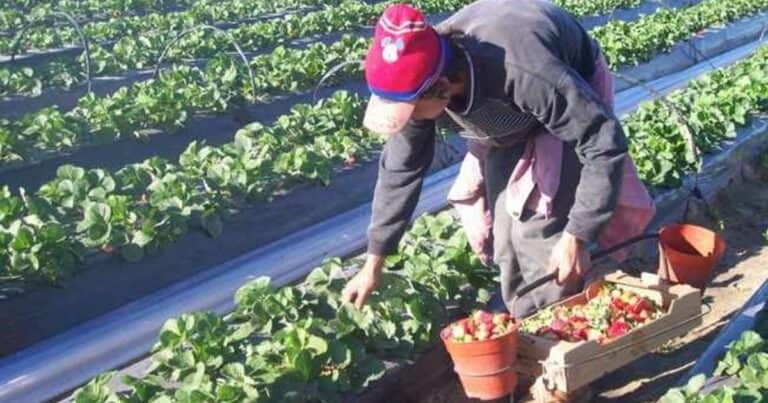 El plantón de los que no plantan