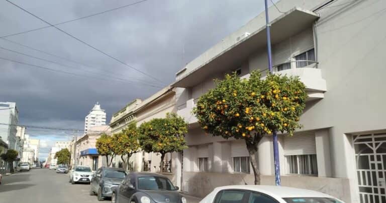 Del árbol urbano a la exportación: el codiciado producto que queda tirado en las veredas y hoy demanda Asia