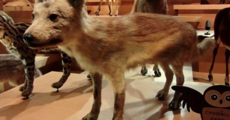 Animales extintos: el pequeño lobo japonés que fue el pariente más cercano a los perros actuales