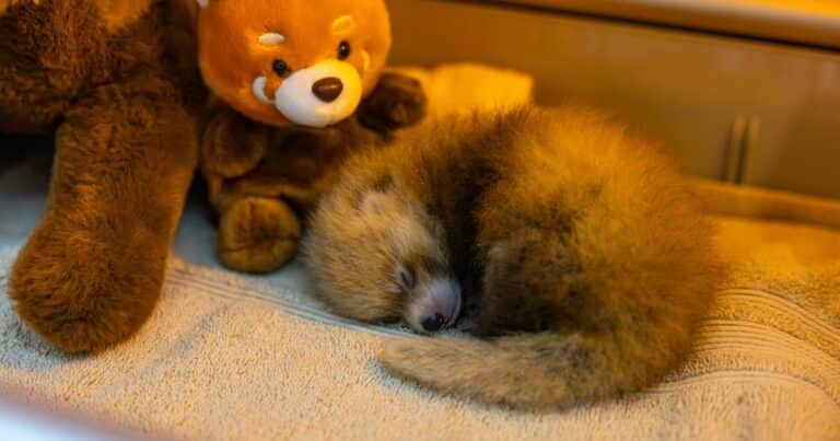 Tristeza en un zoológico: murieron dos cachorros de panda rojo nacidos por primera vez en 33 años
