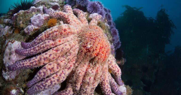 La estrella de mar gigante redescubierta después de 10 años que podría salvar los bosques submarinos