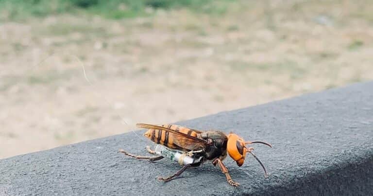 Crean una IA capaz de detectar y atrapar al avispón asiático para salvar a las abejas