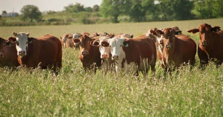 El Gobierno creó el Sistema Informático de Trazabilidad Animal para todos los eslabones de la cadena cárnica