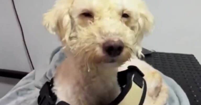La historia de Bailey, el caniche que sobrevivió 29 días debajo de los escombros en Venezuela: lo hallaron abrazado a su dueña fallecida y pudo reencontrarse con su familia