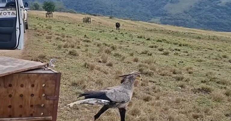 Un ave de una especie amenazada desplegó sus alas y volvió a la naturaleza tras haber sido rescatada en un estado de debilidad y agotamiento