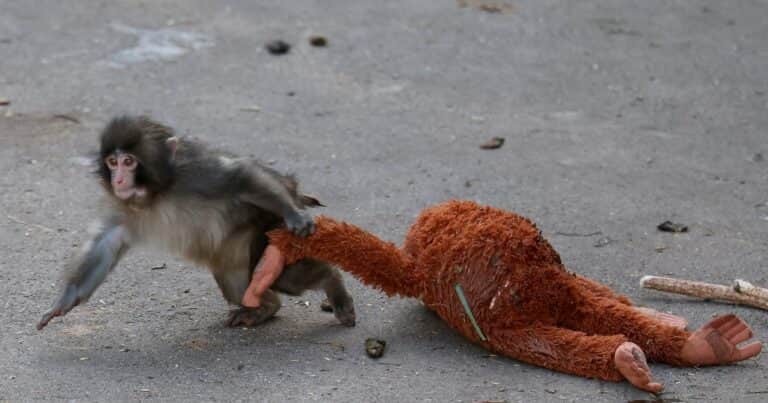Punch, el macaco japonés que provoca ternura por su relación con un peluche, vuelve a ser noticia: «Recibió más de 2.500 tarjetas de felicitación»