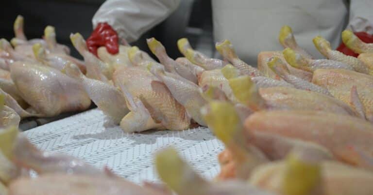 La Unión Europea reabrió su estratégico mercado a la carne fresca aviar argentina