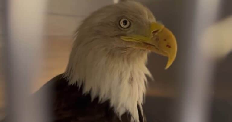 Un águila volvió a volar en libertad después de haber recibido atención veterinaria por una intoxicación por plomo: «Nuestro más sincero agradecimiento a todos los que participaron en la recuperación de esta águila y en su regreso a la naturaleza»