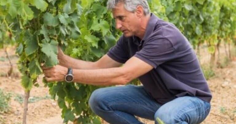 Delfí Sanahuja, enólogo: “Antes el rosado se asociaba al buen tiempo y a un consumo informal; ahora se busca todo el año”