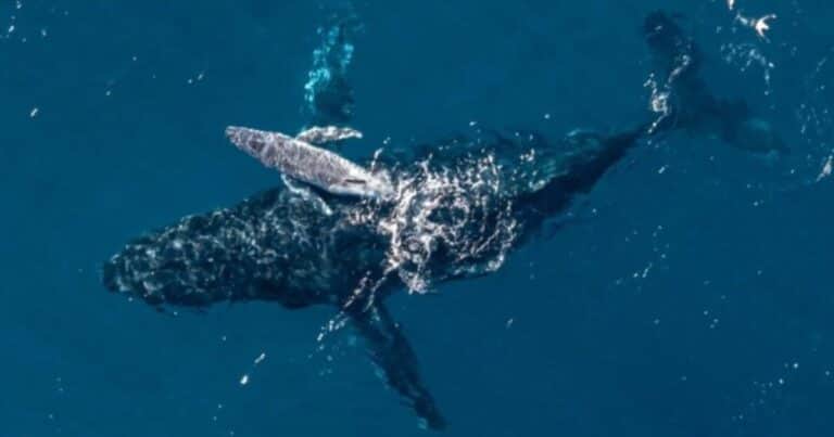 Un dron filmó por primera vez el nacimiento de una ballena jorobada en medio del mar