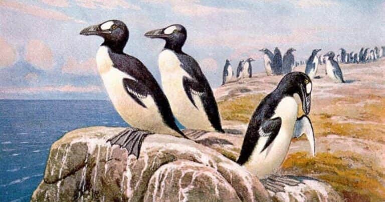 Animales extintos: el «falso pingüino» del Atlántico norte que no podía volar y que fue cazado ferozmente por el humano