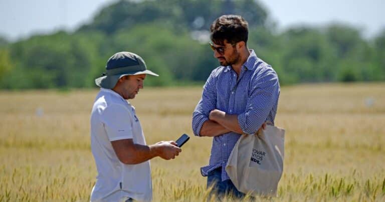 El trigo desafió sus límites en Rosario: innovación genética y manejo de precisión para conquistar nuevos techos productivos