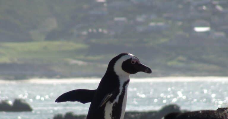 Liberaron a diez pingüinos jóvenes rescatados para que iniciaran su vida en la naturaleza: «Para ayudarlos a orientarse en su camino, se los liberó junto con tres ejemplares adultos que regresaban a su hábitat»