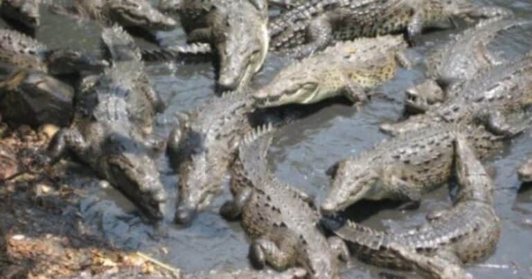 La batalla más dramática de la II Guerra Mundial: 900 soldados devorados por cocodrilos gigantes