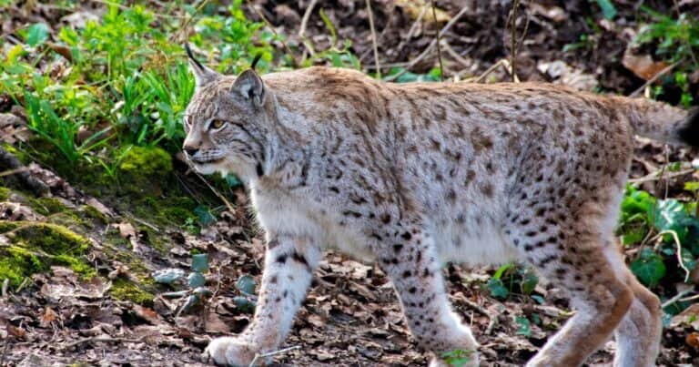 La caza de un lince ibérico permitió descubrir una red criminal dedicada a matar fauna protegida