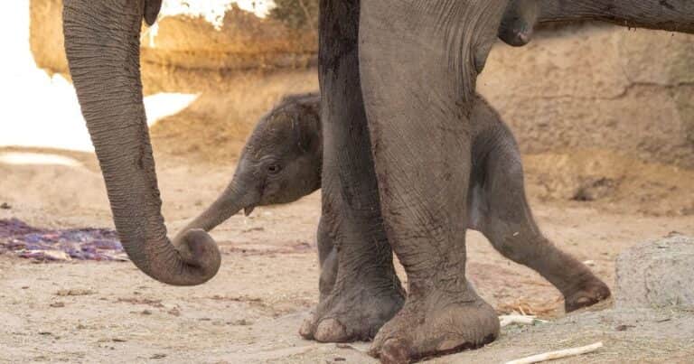 Nació una cría de elefante de Sumatra en Madrid: una esperanza para una especie al borde de la extinción