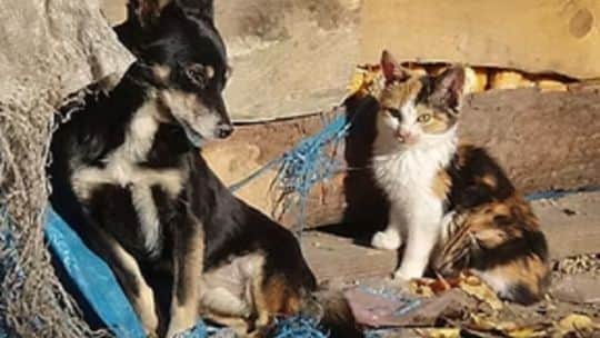 Chaco debate una licencia laboral para cuidar mascotas enfermas y por su fallecimiento