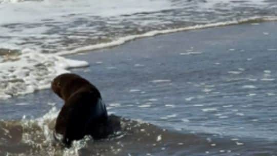 Un lobo marino murió tras recibir un disparo en Santa Teresita y agonizar varios días: investigan si lo atacaron pescadores
