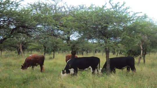 Inseguridad rural en Entre Ríos: productores denuncian faenas clandestinas y pérdidas millonarias